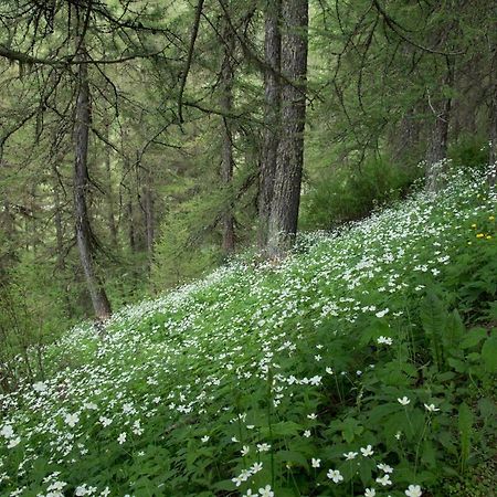 Gites L'Epilobe Saint-Leger-les-Melezes Exteriér fotografie