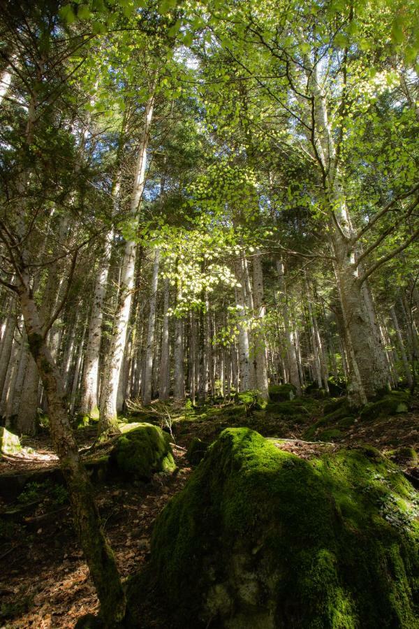 Gites L'Epilobe Saint-Leger-les-Melezes Exteriér fotografie